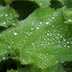 Alchemilla mollis