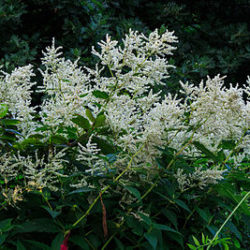Persicaria polymorpha
