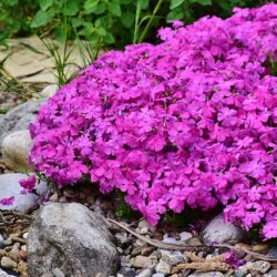 Phlox subulata Rose/Pink