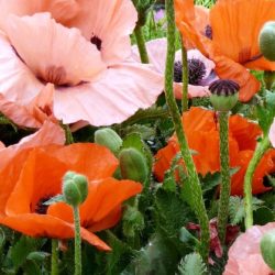 Papaver Orientale Pizzicato
