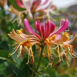 Lonicera Goldflame