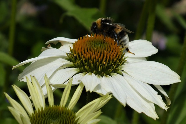 Echinacea Kismet White - Boutique en ligne - Les Serres Du Mont