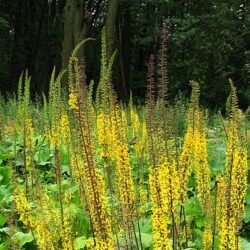 Ligularia prezewalski
