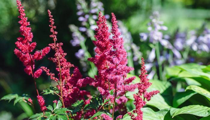  Astilbes 