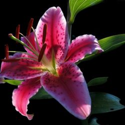 Lilium After Eight