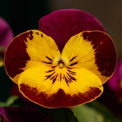 Viola Admire Red Yellow Face