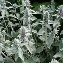 Stachys byzantina