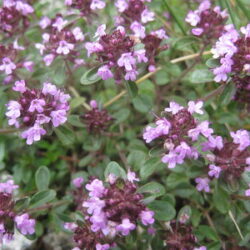 Thymus serpyllum