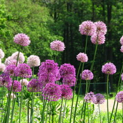 Allium Millenium