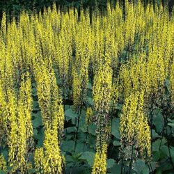 Ligularia The Rocket