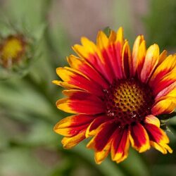 Gaillardia Arizona Sun