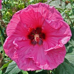 Hibiscus moscheutos Berry Awesome