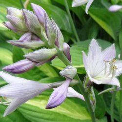 Hosta Paisley Border