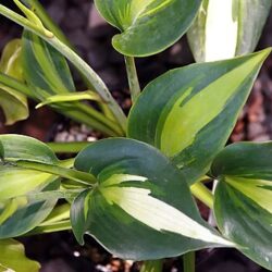 Hosta Touch of Class