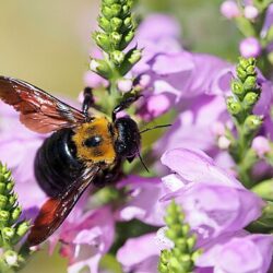 Physostegia Virginiana Bouquet Rose