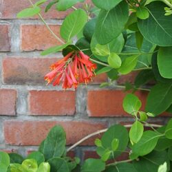 Lonicera Dropmore Scarlet