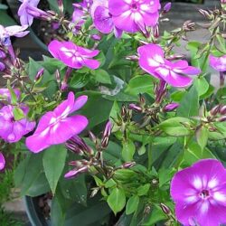 Phlox paniculata Laura
