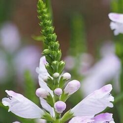 Physostegia Virginiana Crystal Peak White