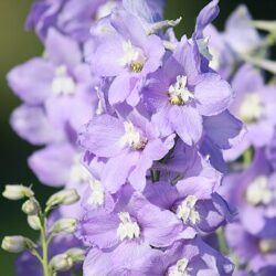 Delphinium M.F. Mix