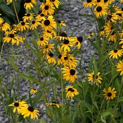 Rudbeckia Fulgida Little Suzy