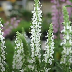 Salvia Nemerosa Snowhill