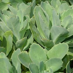 Sedum Spectabile Carl