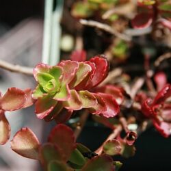 Sedum spurium Dragon's Blood