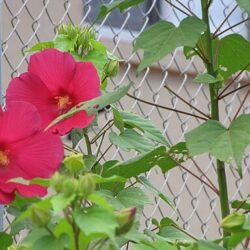 Hibiscus moscheutos Summer in Paradise