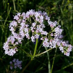 Valériane officinalis