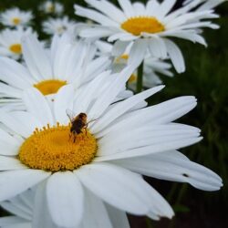 Leucanthemum Shasta Daisy Betsy