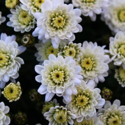 Chrysanthemum  My Favorite