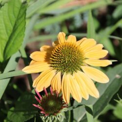 Echinacea purpurea Sombrero Lemon Yellow