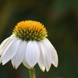 Echinacea purpurea Pow Wow White