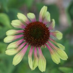 Echinacea purpurea Green Twister