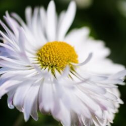 Leucanthemum Crazy Daisy
