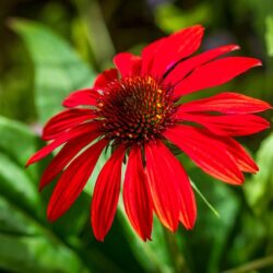 Echinacea purpurea Sombrero Salsa Red