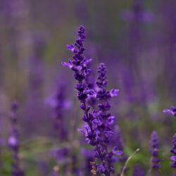 Salvia Nemerosa Blue Queen