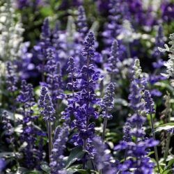 Salvia Nemerosa New Dimension