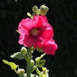 Alcea rosea Radiant Rose