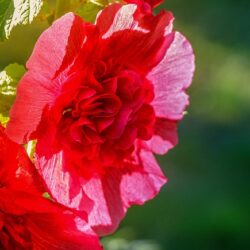 Alcea Rosea Chater's Rouge