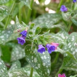 Pulmonaria Mrs Moon