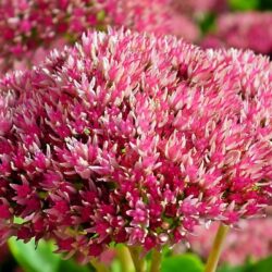 Sedum Spectabile Autumn Joy
