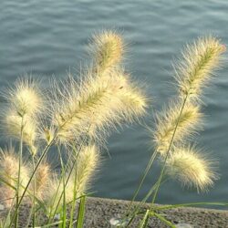 Grass Pennisetum Villosum