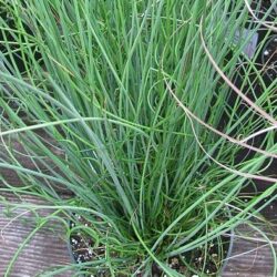 Grass Juncus Twisted Arrows