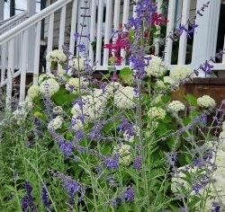 Salvia Crazy Blue