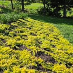 Lysimachia Goldilocks