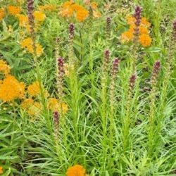 Asclepias tuberosa Gay Butterflies