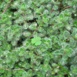 Thymus Woolly (pseudolanuginosus)