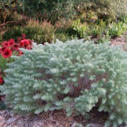 Artemesia schmidtiana Silver Mound