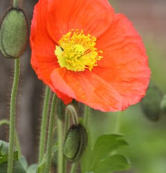 Papaver nudicaule Champagne Bubbles Orange